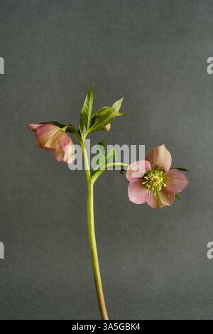 Élégantes premières fleurs de printemps hellebores avec des fleurs roses et des feuilles vertes sur un fond gris. Plante de printemps, symbole de la résilience et du beau de la nature Banque D'Images
