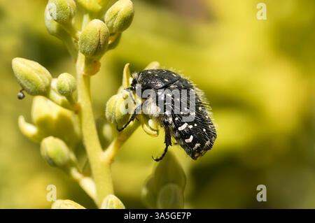 Chafer tacheté méditerranéen, Oxythyrea funesta sur un avocat. Espagne. Banque D'Images
