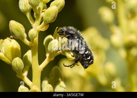 Chafer tacheté méditerranéen, Oxythyrea funesta sur un avocat. Espagne. Banque D'Images