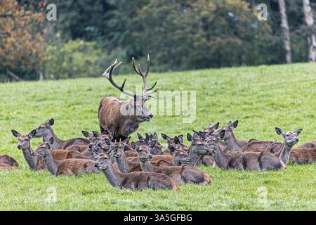 Red deer Banque D'Images