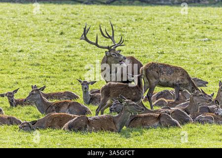 Red deer Banque D'Images