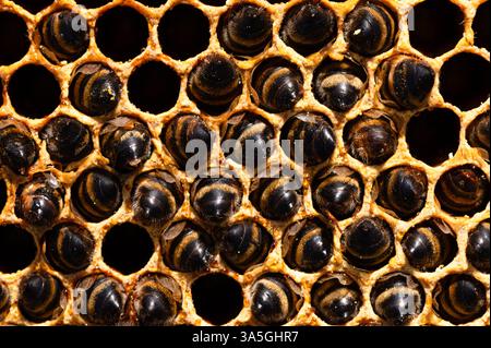 Abeilles mortes dans le peigne de cire d'abeille Banque D'Images