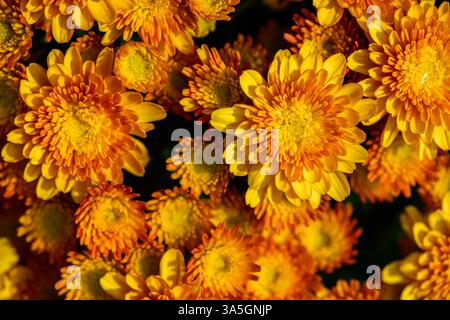 Fresh bright chrysanthemums. Japanese, korean style. Background for a beautiful greeting card. Autumn flowers in the garden. Flowering yellow chrysant Banque D'Images