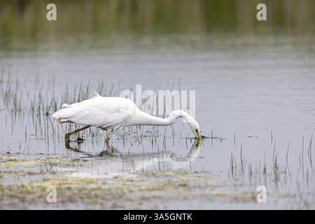 Grande aigrette Banque D'Images