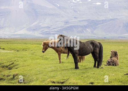 Chevaux Islandais Banque D'Images