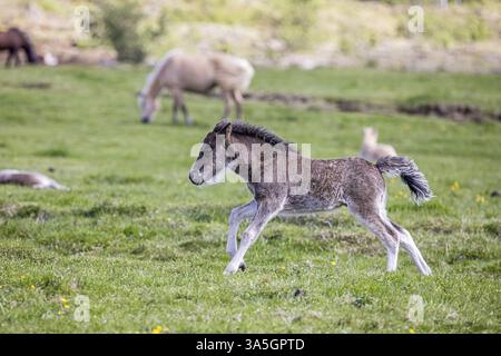 Chevaux Islandais Banque D'Images