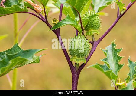 Fleur violette de la plante Jimsonweed. Plantes toxiques, agriculture désherbage et concept de jardinage. Banque D'Images