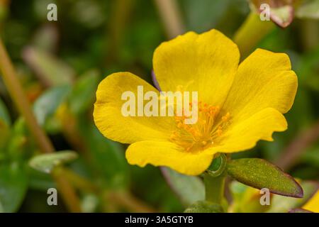 Gros plan de fleur jaune de la plante Portulaca. Jardin de fleurs sauvages, jardinage et concept d'habitat de pollinisateurs. Banque D'Images