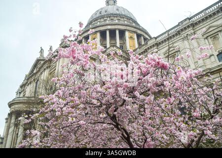 Londres, Angleterre, Royaume-Uni. 23 mars 2025. Un cerisier en fleurs à côté de la cathédrale Saint-Paul. (Crédit image : © Vuk Valcic/ZUMA Press Wire) USAGE ÉDITORIAL SEULEMENT ! Non destiné à UN USAGE commercial ! Banque D'Images