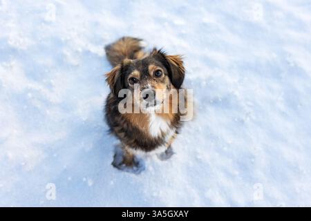 Mongrel Banque D'Images