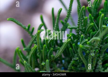Vue macro détaillée d'une plante succulente épi dense poussant à l'extérieur à la lumière naturelle. Banque D'Images
