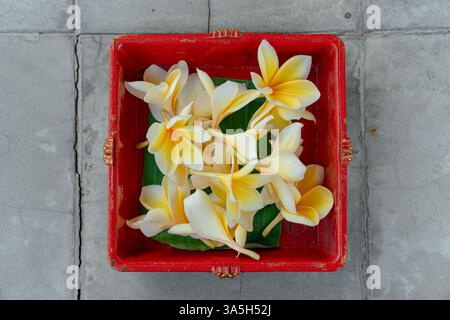 Belles et fraîches fleurs de frangipanier jaunes ou fleurs de Jepun en balinais à l'intérieur de la boîte rouge. Isolé avec des carreaux gris. Papier peint floral ou agricole Banque D'Images