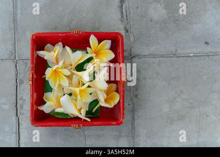 Belles et fraîches fleurs de frangipanier jaunes ou fleurs de Jepun en balinais à l'intérieur de la boîte rouge. Isolé avec des carreaux gris. Papier peint floral ou agricole Banque D'Images