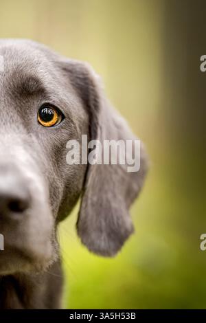 Labrador Retriever Banque D'Images
