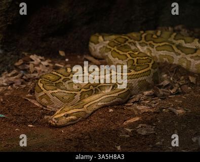 Gros plan du python birman (Python molurus bivittatus) Banque D'Images