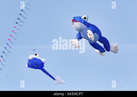 Deux cerfs-volants volant dans le ciel, grenouille bleue et têtard, festival de cerf-volant à Vinsebeck, Steinheim, parc naturel Eggebirge et sud de la forêt de Teutoburg Banque D'Images
