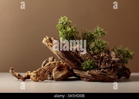 Vieux accrocs secs et branches de genièvre avec des baies sur un fond beige. Une toile de fond naturelle pour la marque, l'identité et le pac des produits cosmétiques et de beauté Banque D'Images