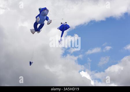 Deux cerfs-volants volant devant les nuages de pluie, grenouille bleue et têtard, festival de cerf-volant à Vinsebeck, Steinheim, parc naturel Eggebirge et sud de Teut Banque D'Images