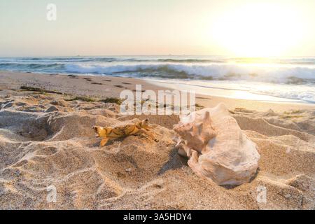 Lever de soleil sur la plage. Coquilles en gros plan Banque D'Images
