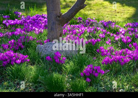 fleurs de crocus violettes autour de la base de l'arbre dans le jardin Banque D'Images