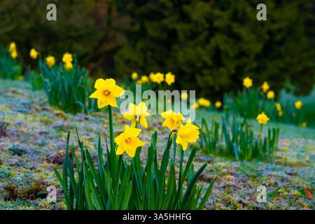 Fleurs de jonquille jaunes au printemps Banque D'Images