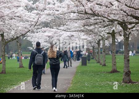 Londres, Royaume-Uni. 23 mars 2025. Une avenue de cerisiers en fleurs dans Battersea Park, Londres, a attiré des foules le dimanche après-midi, malgré un ciel gris et une bruine intermittente. De fortes pluies sont prévues pendant la nuit. Anna Watson/Alamy Live News Credit : Anna Watson/Alamy Live News Banque D'Images