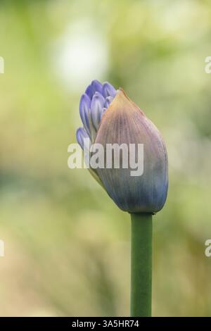 Le bourgeon de fleur Agapanthus africanus, ou le lis africain, est une plante à fleurs du genre Agapanthus. Guasca Cundinamarca Department, Colombie Banque D'Images