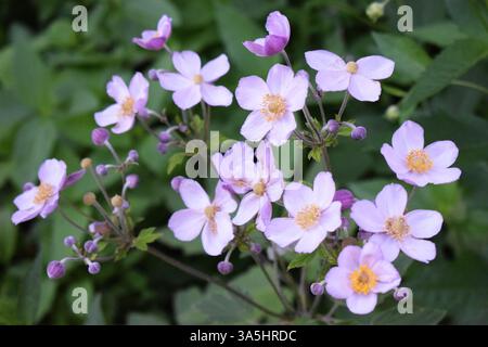 Un groupe de fleurs violet clair avec des centres jaunes, poussant sur des tiges minces avec des feuilles de fond vert. Ces fleurs semblent délicates et sont en d Banque D'Images