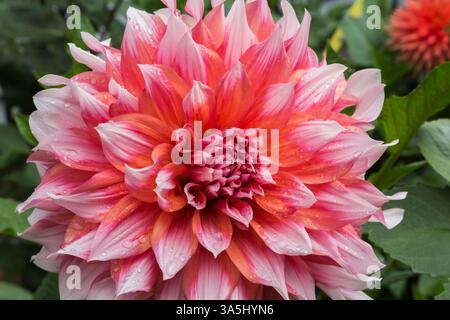 Gros plan du Dahlia 'Holland Festival' en été, Québec, Canada Banque D'Images