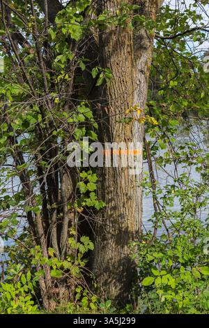 Arbre à feuilles caduques touché par la maladie marqué pour être haché avec de la peinture fluorescente orange à la fin de l'été, Ile des Moulins, Vieux Terrebonne, Québec, Canada Banque D'Images