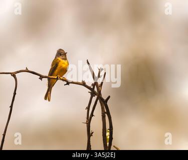 Flycatcher canari à tête grise perché sur un arbre Banque D'Images