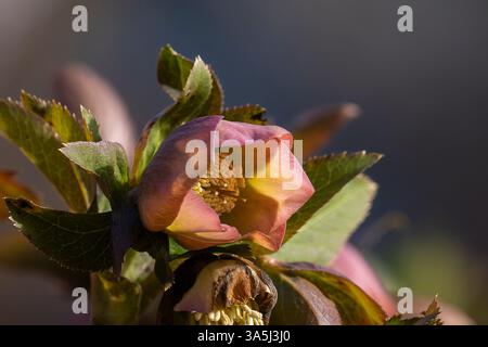 Lenten Rose, aka Hellebore Bush en fleur, soft focus, arrière-plan. Helleborus vert, rose et crème, Hellebore rose de carême. Banque D'Images