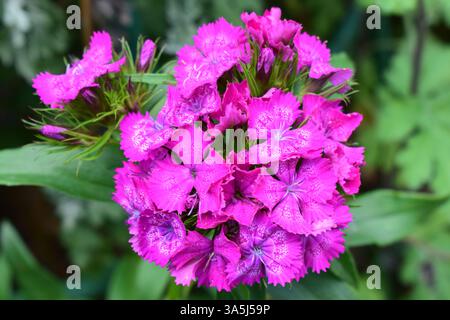 Œillet turc. Un groupe de fleurs roses vibrantes avec des pétales dentelés et des bords blancs ou plus clairs. Les fleurs sont entourées de feuilles vertes, hautes Banque D'Images