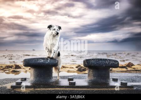 Border Collie Banque D'Images