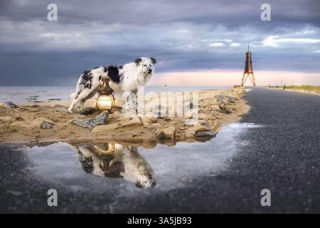 Border Collie Banque D'Images