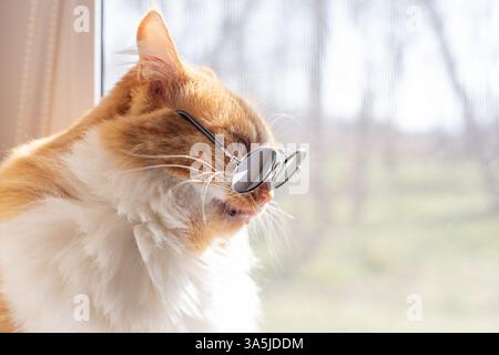 Chat moelleux dans des lunettes de soleil avec un regard sévère assis sur le rebord de la fenêtre un jour de printemps ensoleillé. Banque D'Images