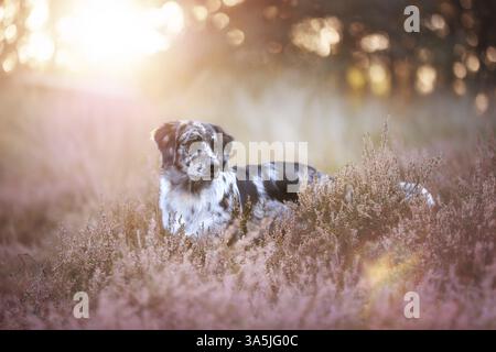 Mongrel Banque D'Images