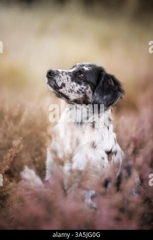 Mongrel Banque D'Images