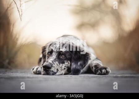 Mongrel Banque D'Images