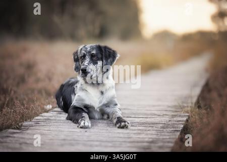 Mongrel Banque D'Images