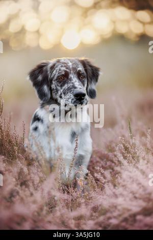Mongrel Banque D'Images