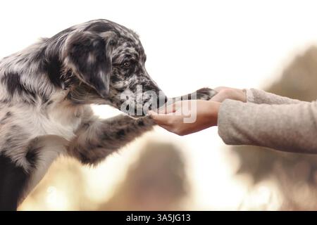 Mongrel Banque D'Images