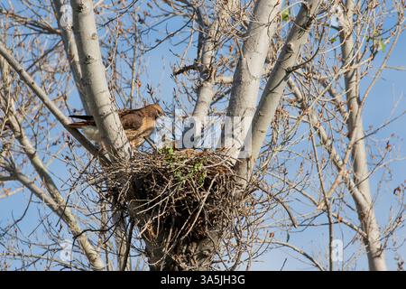 California Red Tailed Hawk à son nid Banque D'Images