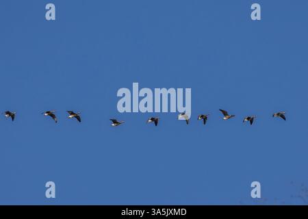 Volée de grandes oies sauvages à fronts blancs (Anser albifrons) contre le ciel bleu Banque D'Images