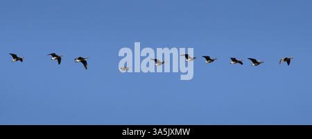 Volée de grandes oies sauvages à fronts blancs (Anser albifrons) contre le ciel bleu Banque D'Images