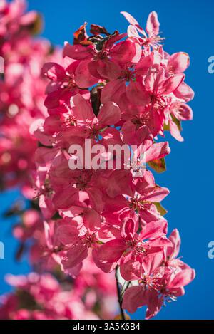 De belles fleurs roses d'un crabier prospèrent sous le ciel bleu vibrant, créant un affichage étonnant de couleur et de vitalité dans la nature Banque D'Images