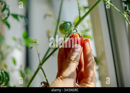 Jardinier choisit soigneusement une tomate cerise rouge mûre de sa vigne, mettant en valeur le succès des produits locaux dans un environnement contrôlé Banque D'Images