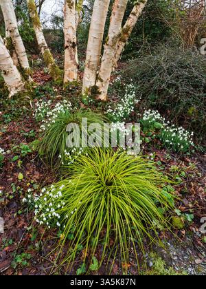 Plantation d'hiver de Galanthus 'S Arnott 'chez Carex morrowii 'Ice Dancer' et C. elata 'Aurea' devant Betula 'Festowii' Banque D'Images