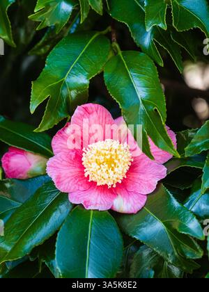 Camellia japonica 'Kingyo-tsubaki', camélia à queue de poisson, montrant une fleur unique au début du printemps et des feuilles divisées Banque D'Images