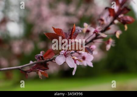 Issaquah WA USA - 22 mars 2025 : Cherry Blossoms in Full Bloom on Branch at Lake Sammamish State Park – Spring Beauty Banque D'Images